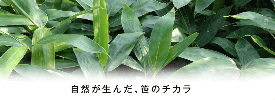 自然が生んだ、笹のチカラ